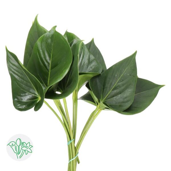 Anthurium Leaf Exciting Love