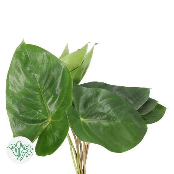 Anthurium Leaf Avo Gabriella Leaf