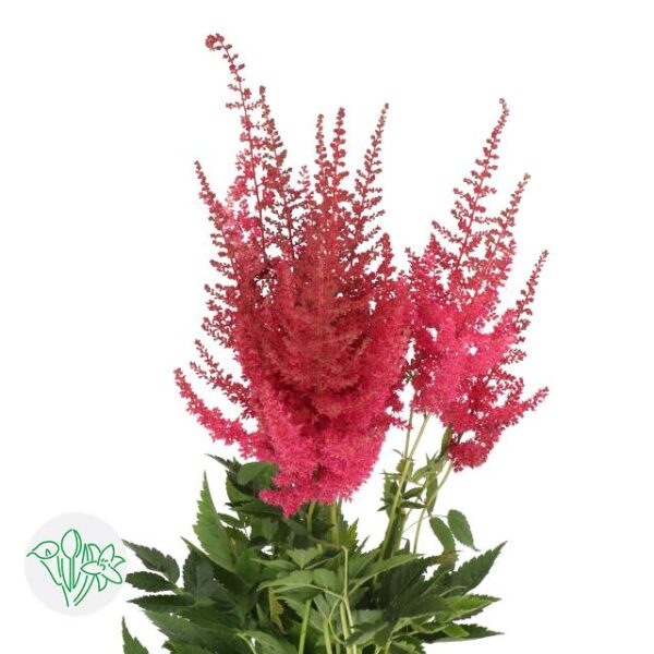 Astilbe Else Schluck