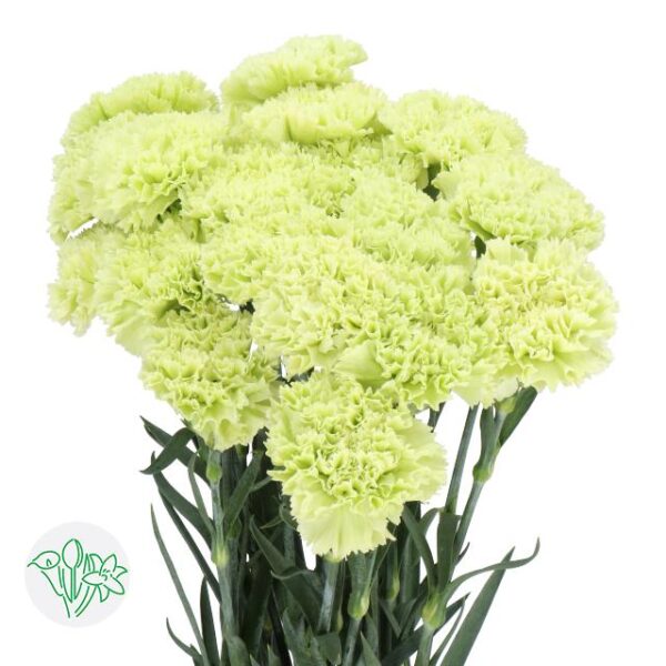 Carnation Goblin