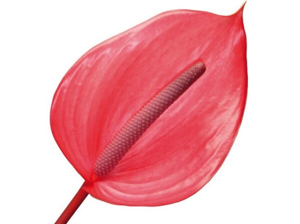 Anthurium Xavia