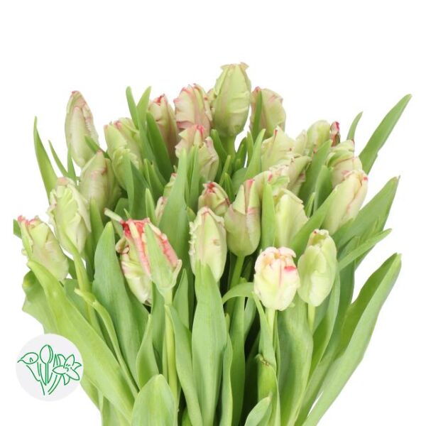 Tulip Est.Rijnveld Parrot