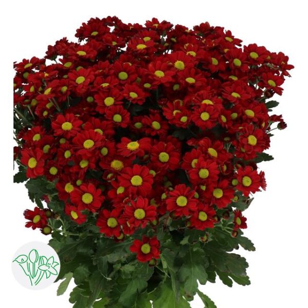 Chrysanthemum Santini Adora