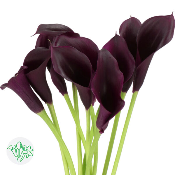 Calla Odessa
