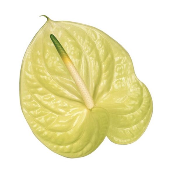 Anthurium Marysia