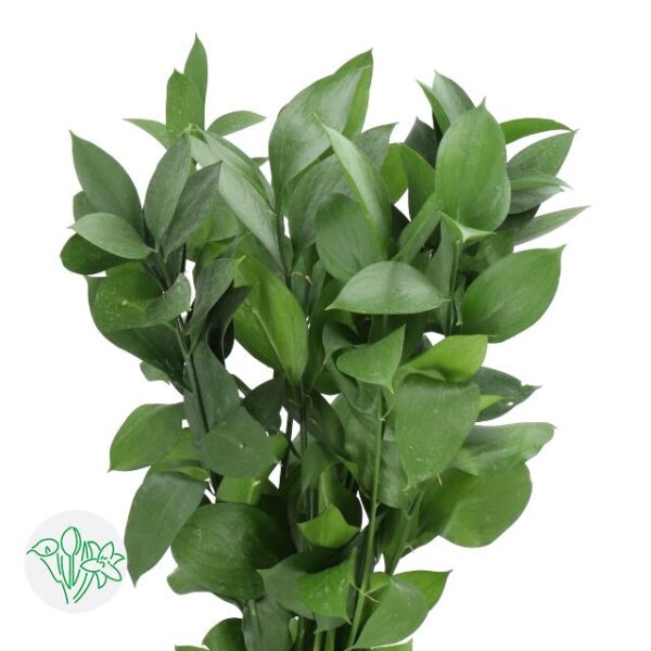 Ruscus Isreali