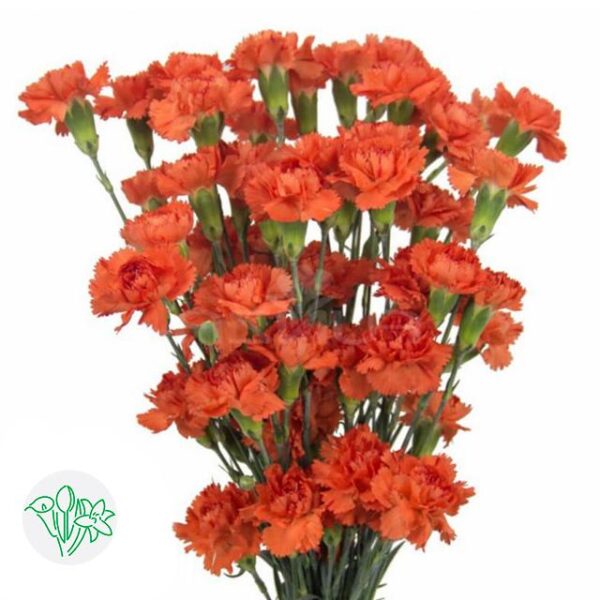 Carnation Spray Romany