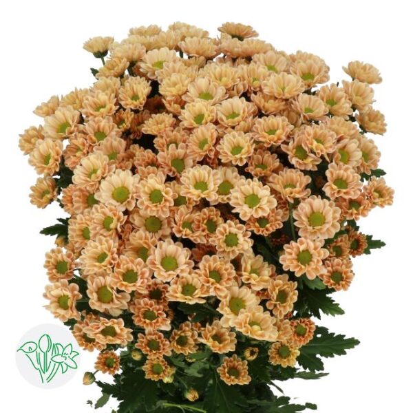 Chrysanthemum Santini Rossi Salmon