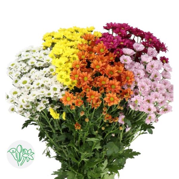 Chrysanthemum Santini Madiba 5 Color