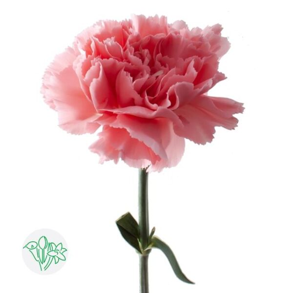 Carnation Betsy