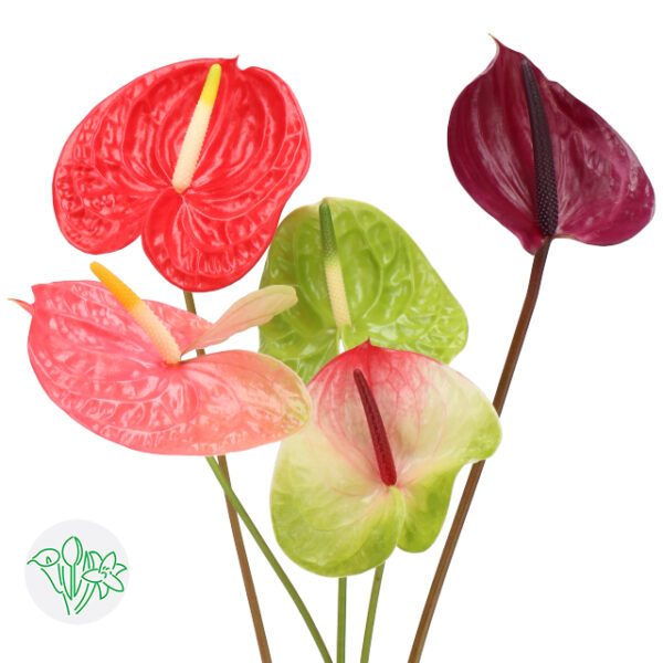 Anthurium Mixed