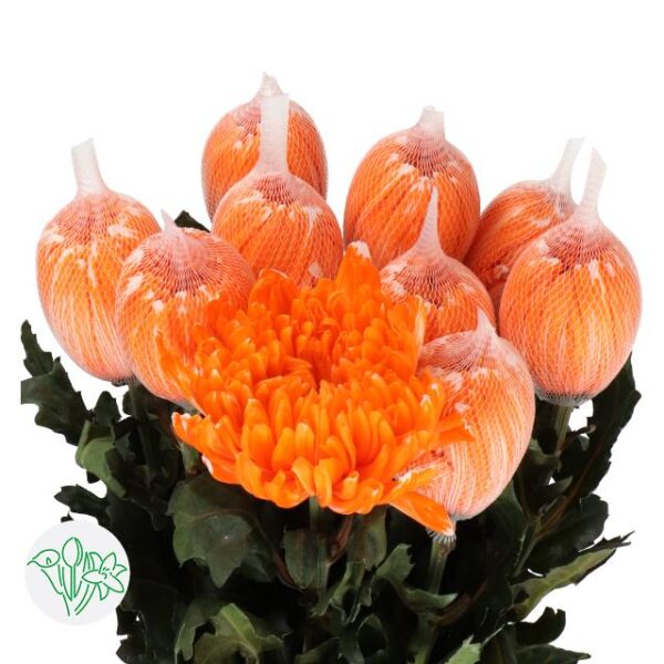 Chrysanthemum Dyed Antonov Orange