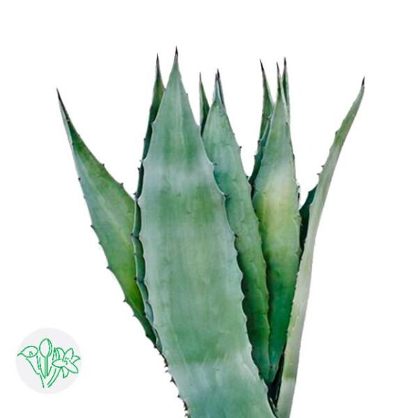 Agave Americana