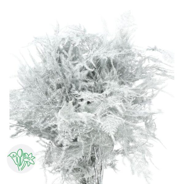 Asparagus Setaceus Dyed Feathers White