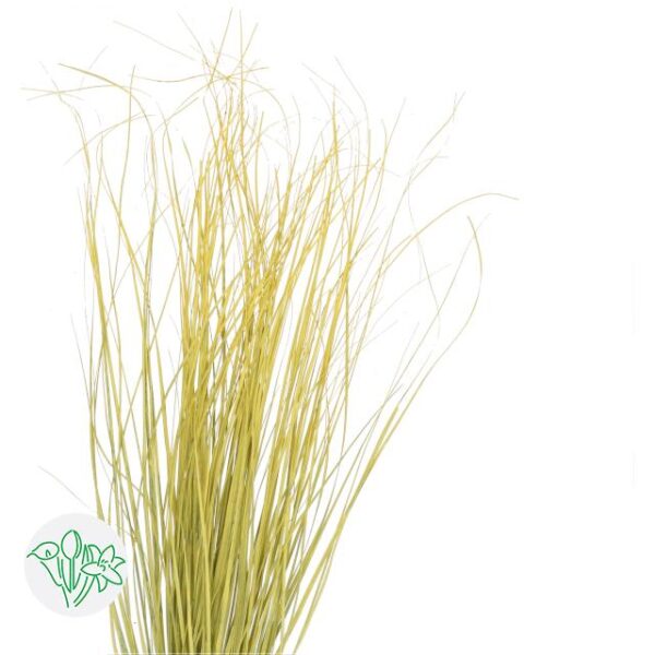 Bear Grass Yellow