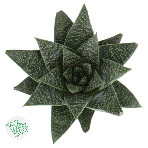 Aloe Flow