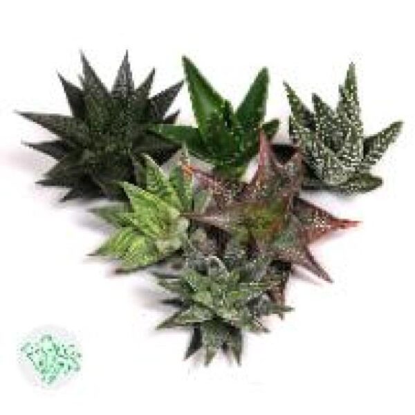 Aloe Assorted