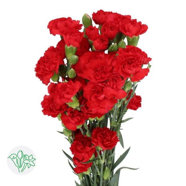 Carnation Spray Rony