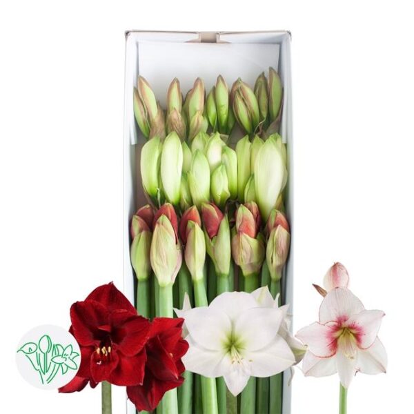 Amaryllis X-Mas Mixed