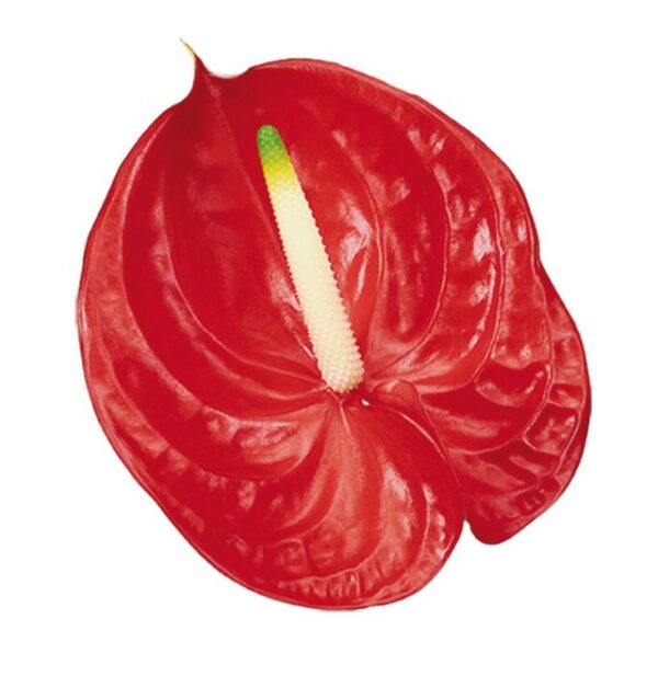 Anthurium Tropical