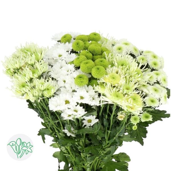 Chrysanthemum Santini Cold Mixed