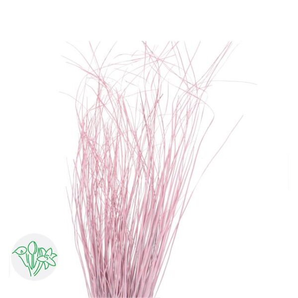 Bear Grass Pink