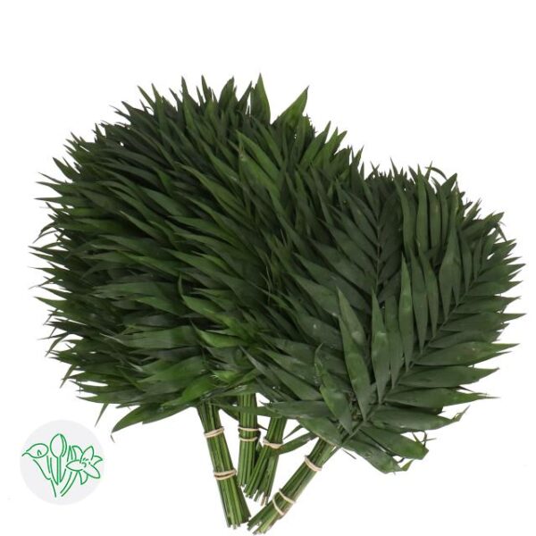 Chico Leaf Dorro