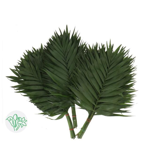 Chico Leaf Jumbo