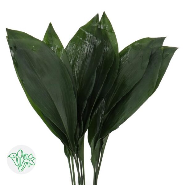 Aspidistra Leaf Elatior