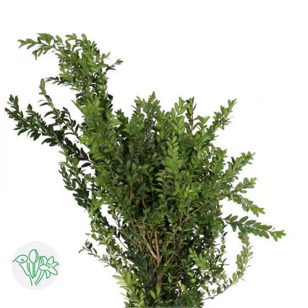 Buxus Sempervirens