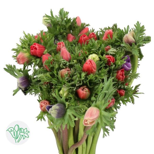 Anemone Mona Lisa Mixed In Bunch