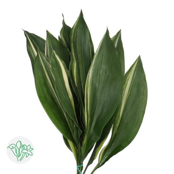 Aspidistra Leaf Varigated