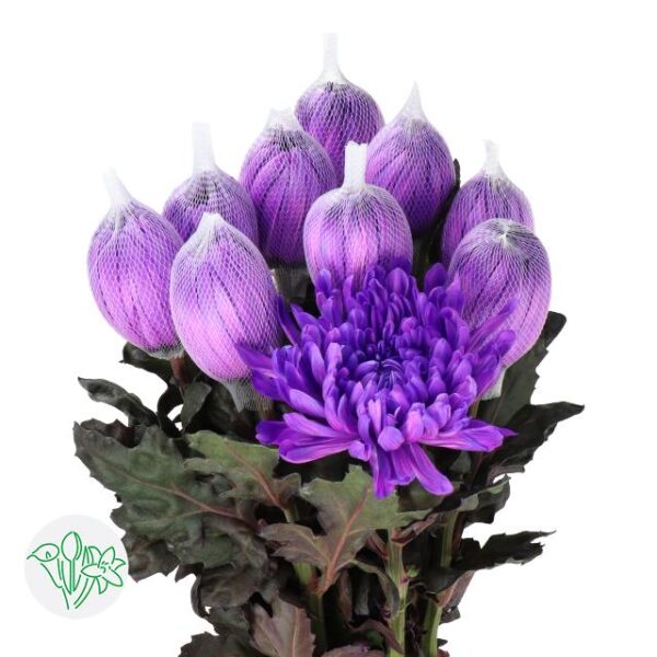 Chrysanthemum Dyed Antonov Milka