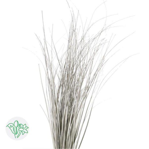 Bear Grass Platina