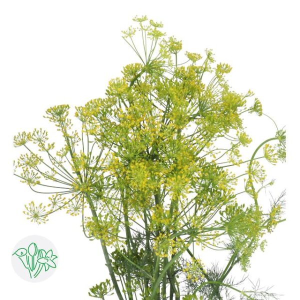 Dill Yellow