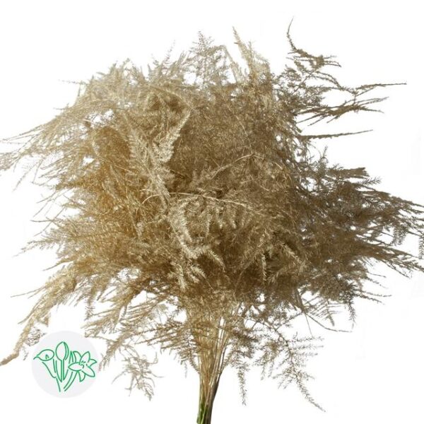 Asparagus Setaceus Dyed Feathers Gold