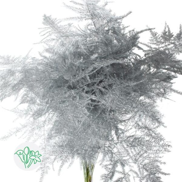 Asparagus Setaceus Dyed Feathers Silver