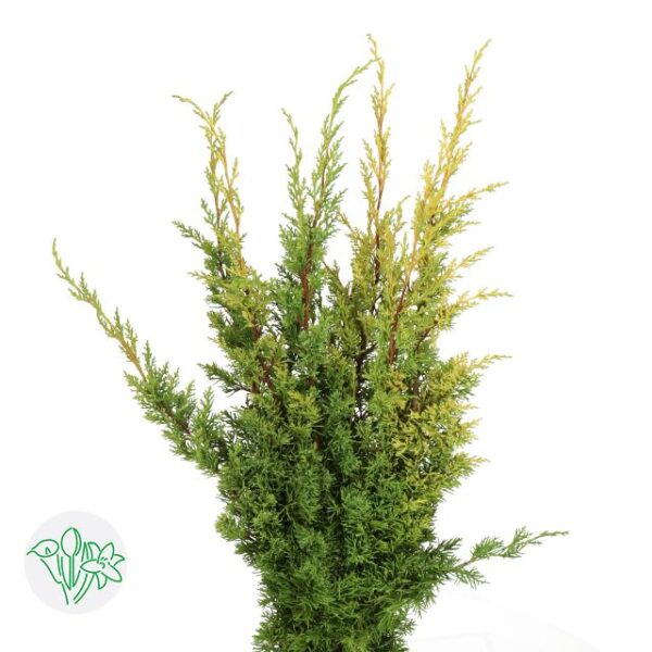 Chamaecyparis Juniperus Green