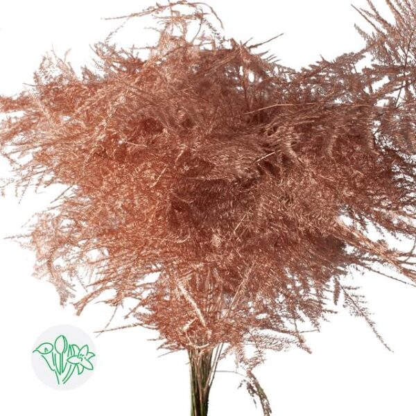 Asparagus Setaceus Dyed Feathers Copper
