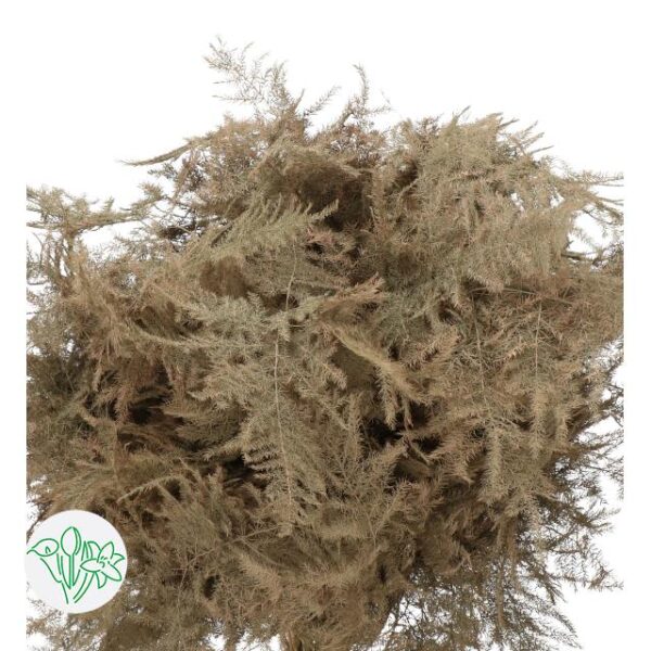 Asparagus Dyed Feathers Caramel