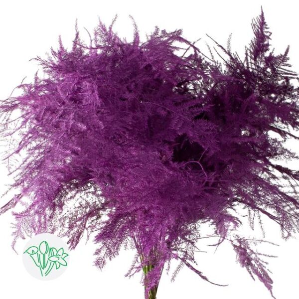 Asparagus Setaceus Dyed Feathers Cerise