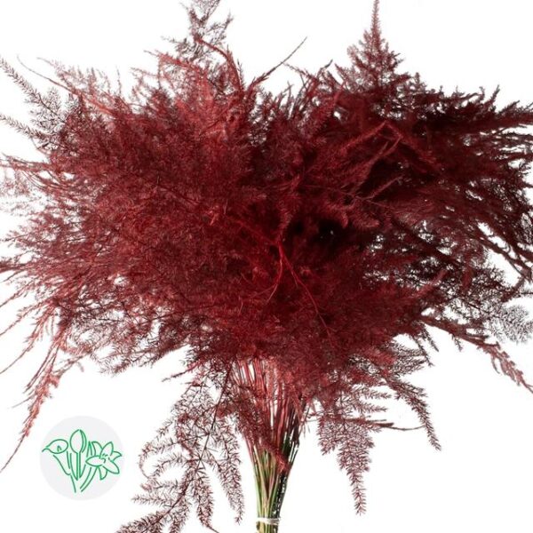 Asparagus Setaceus Dyed Feathers Red