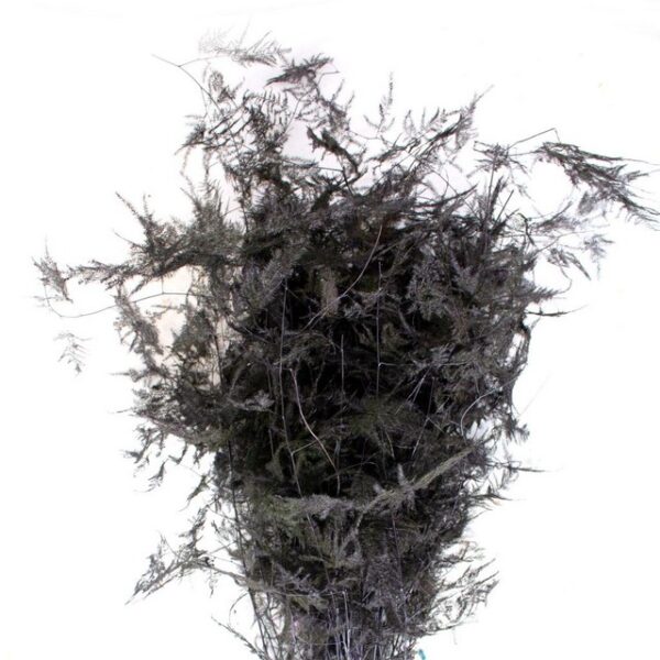 Asparagus Setaceus Dyed Feather Aubergine