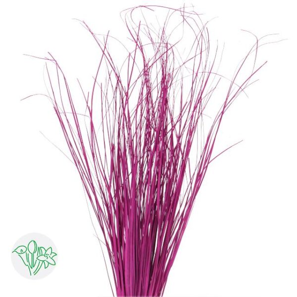 Bear Grass Cerise