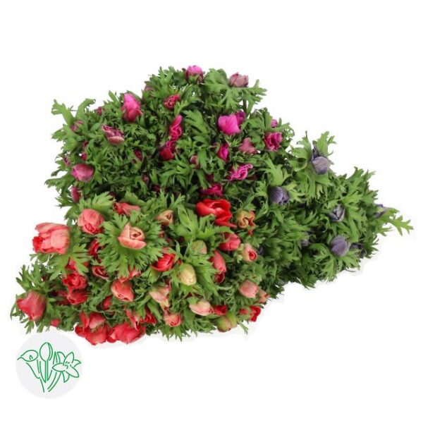 Anemone Mistral Assorted