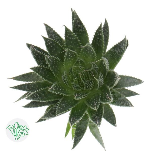 Aloe Aristata