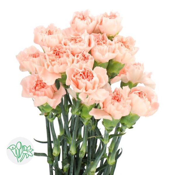 Carnation Peach Novia