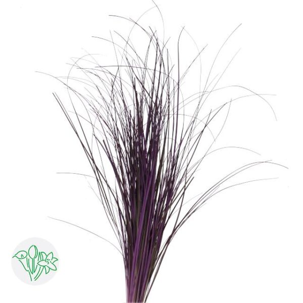 Bear Grass Violet