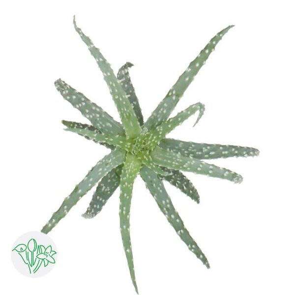 Aloe Humilis