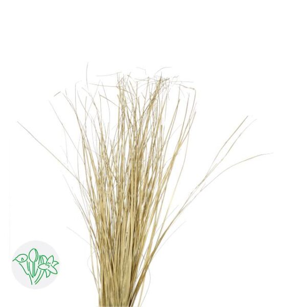 Bear Grass Gold